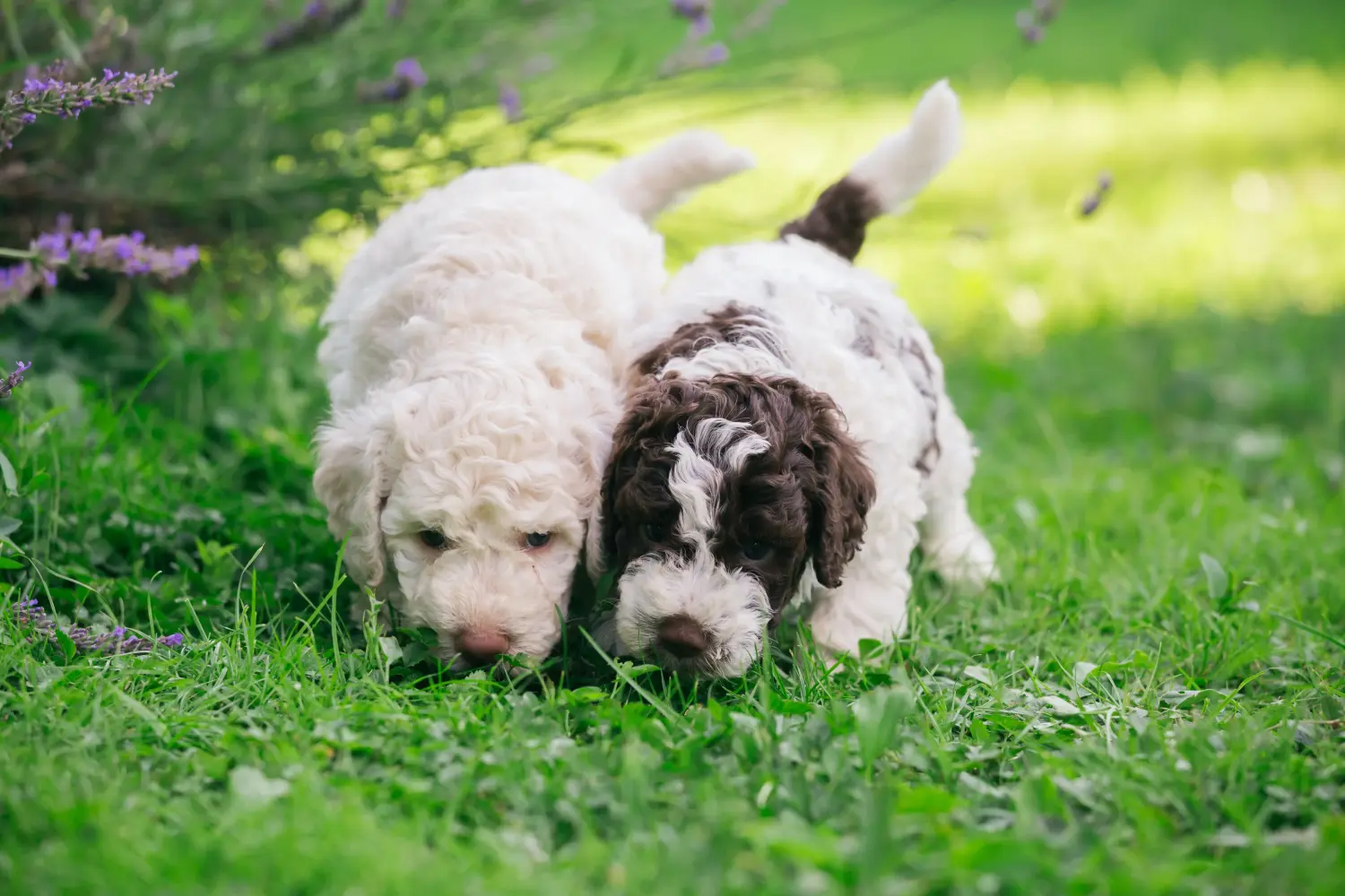 Buying a Lagotto Romagnolo puppy means taking responsibility! Buy Lagotto Romagnolo puppies.