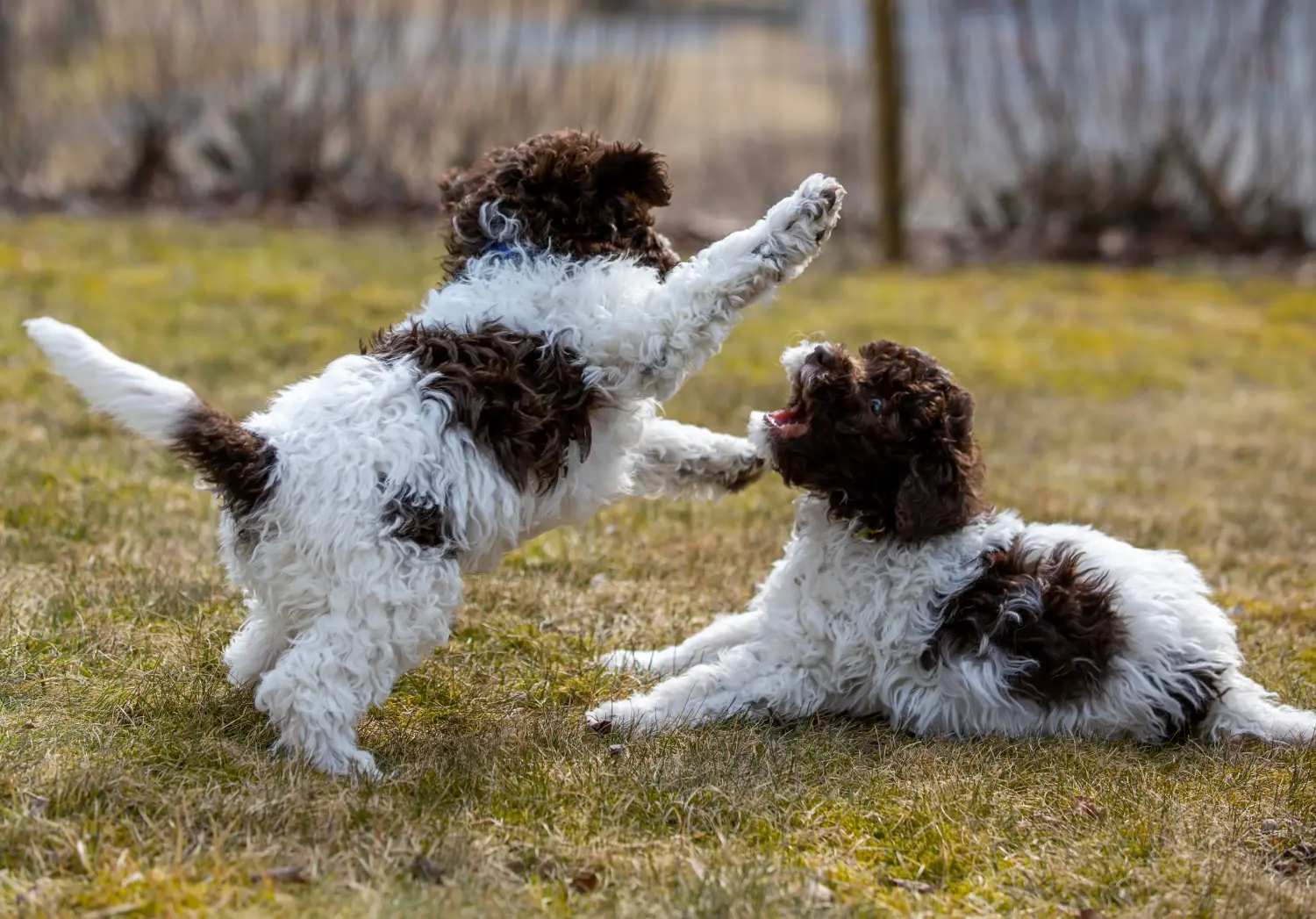 Buying a Lagotto Romagnolo puppy means taking responsibility! Buy Lagotto Romagnolo puppies.