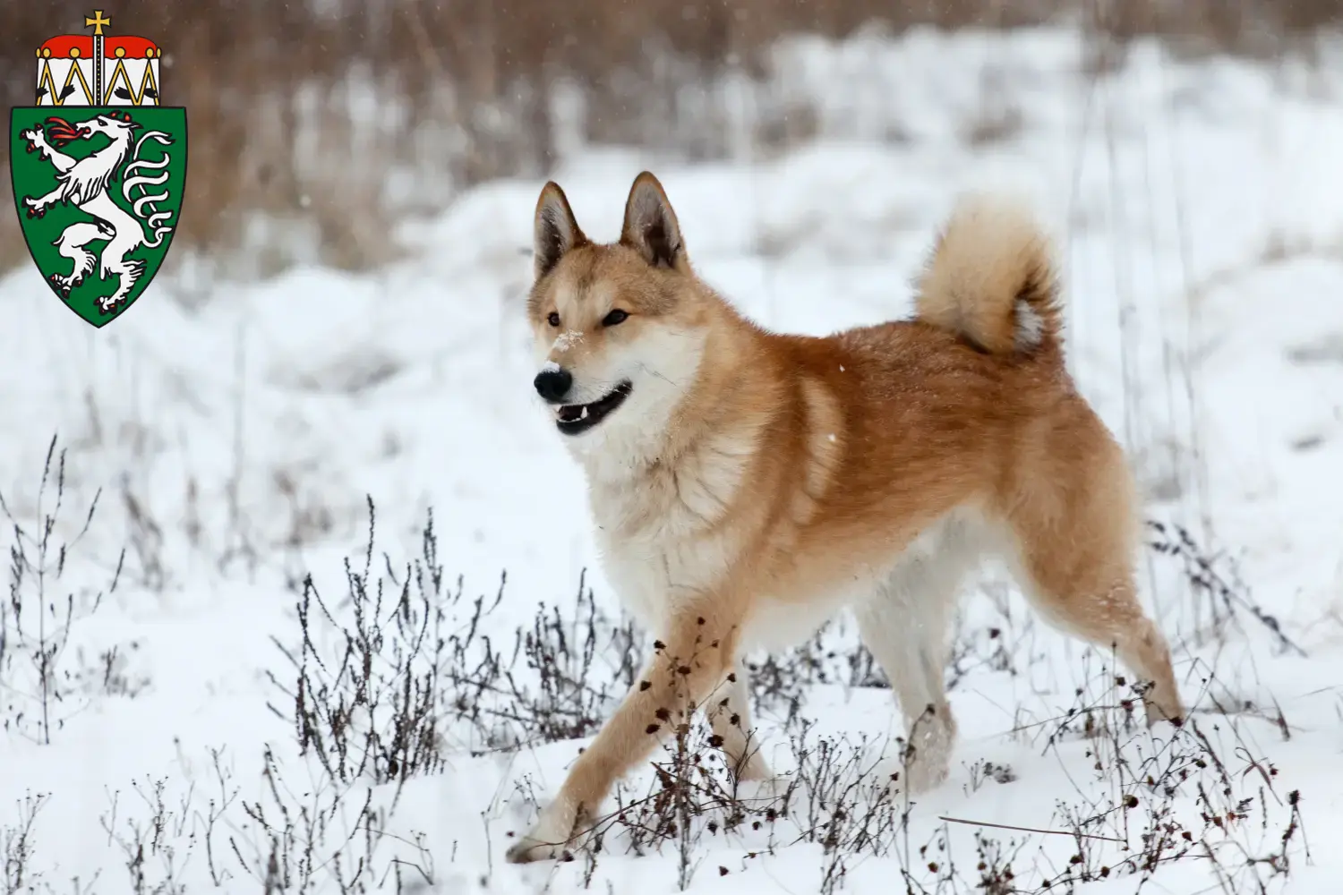 Laika puppies and breeder Styria Here you can find Laika's breeders in Styria.