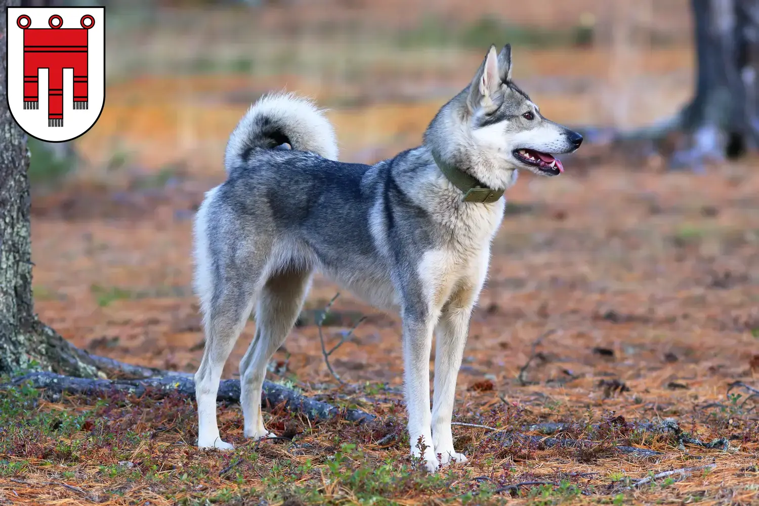 Laika puppies and breeders Vorarlberg Here you can find Laika's breeders in Vorarlberg.