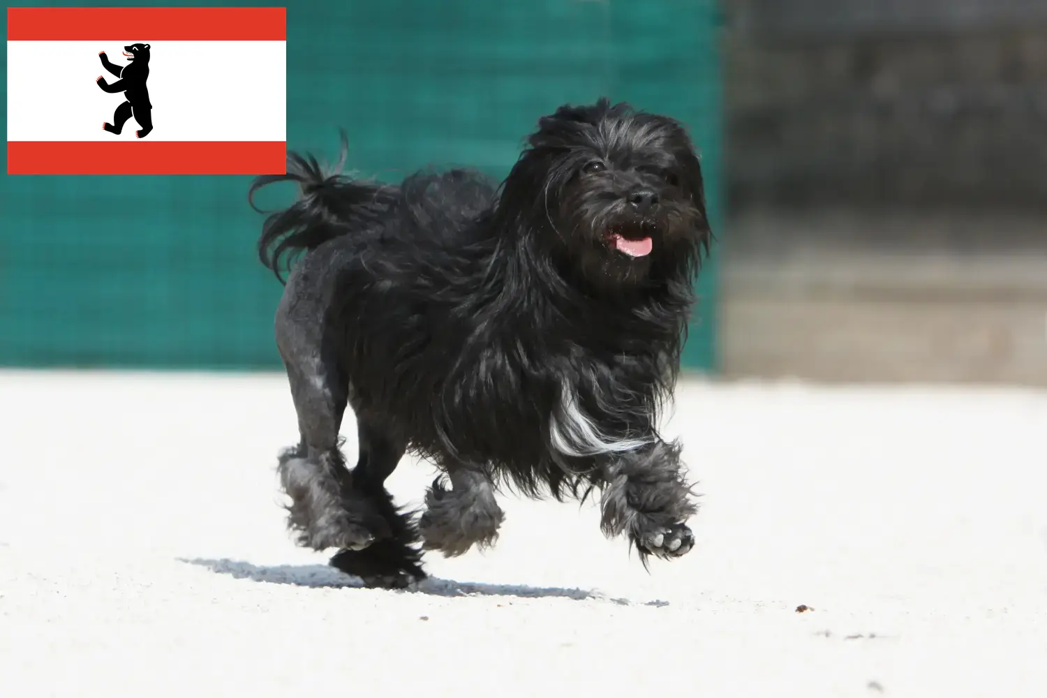 Löwchen puppies and breeders Berlin Here you can find Löwchen breeders in Berlin.