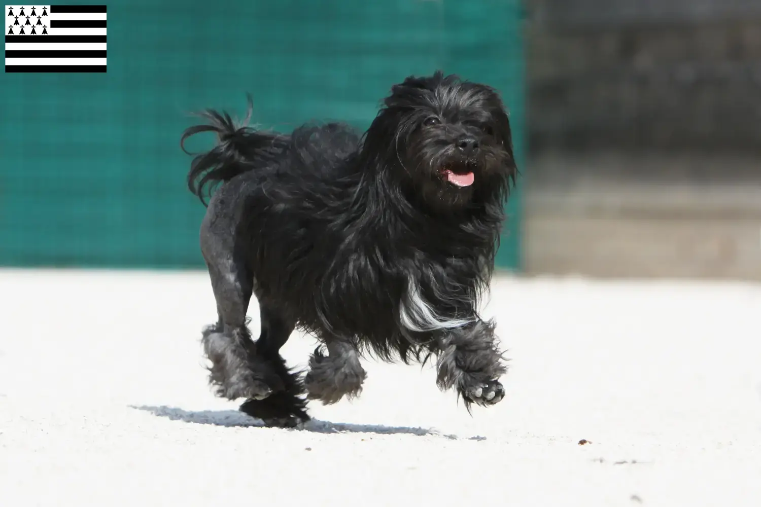 Read more about the article Lion breeders and puppies in Brittany