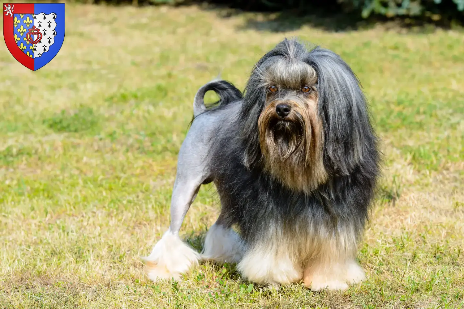Lion puppies and breeders Pays de la Loire Here you can find Löwchen breeders in Pays de la Loire.