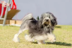 Read more about the article Löwchen breeders and puppies in Syddanmark