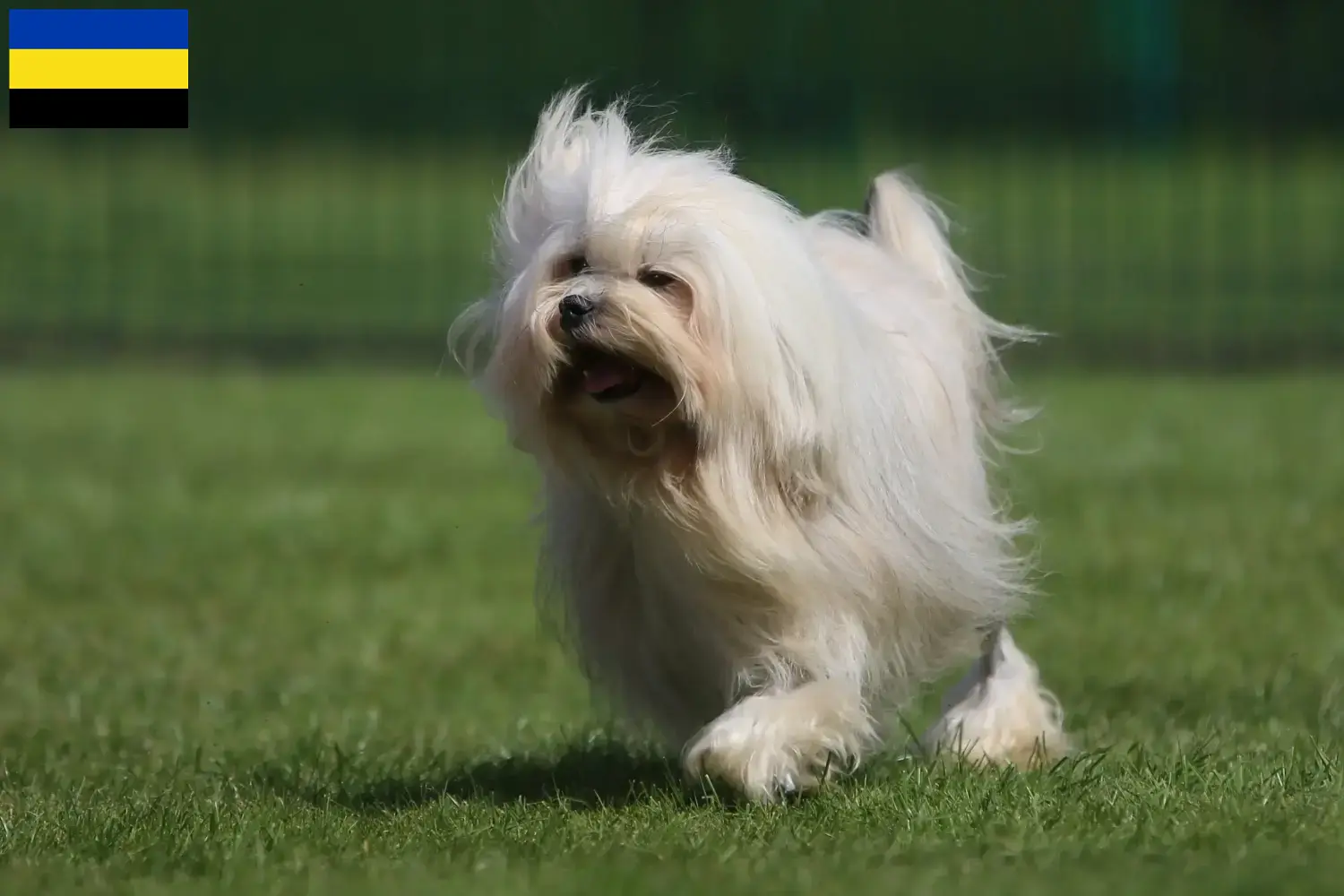 Löwchen puppies and breeders Gelderland Here you can find Löwchen breeders in Gelderland.