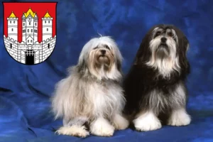 Read more about the article Löwchen breeders and puppies in Salzburg