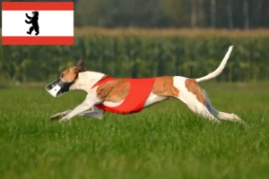 Read more about the article Magyar Agar breeders and puppies in Berlin