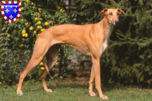 Read more about the article Magyar Agar breeders and puppies in Centre-Val de Loire