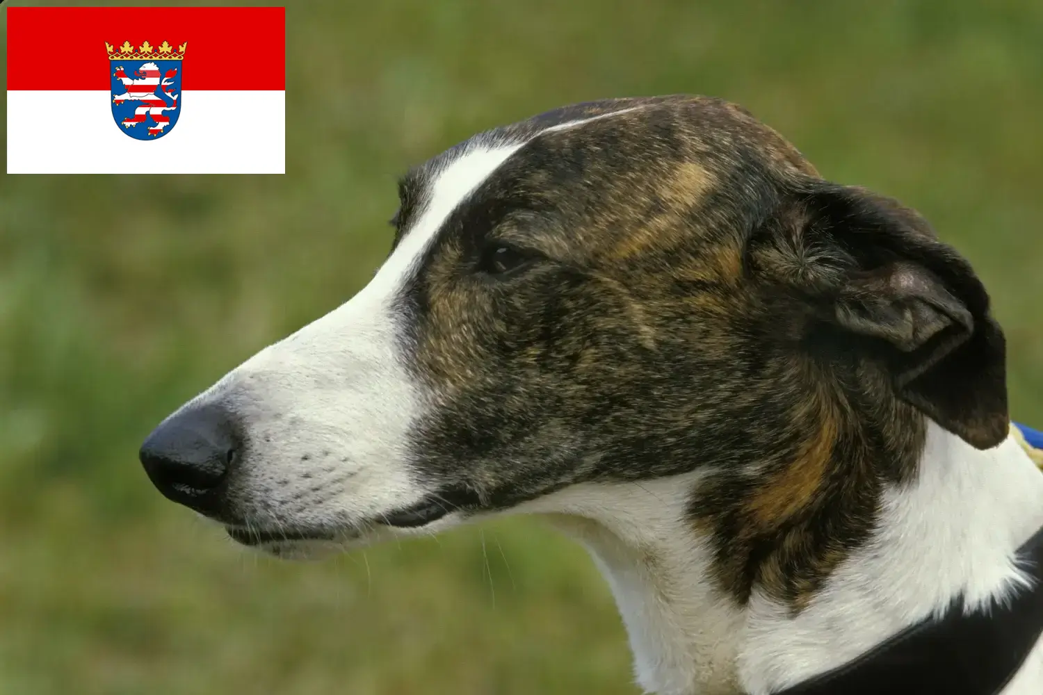 Magyar Agar puppies and breeders Hessen Here you can find Magyar Agar breeders in Hessen.