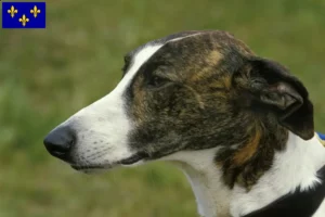 Read more about the article Magyar Agar breeders and puppies in Île-de-France
