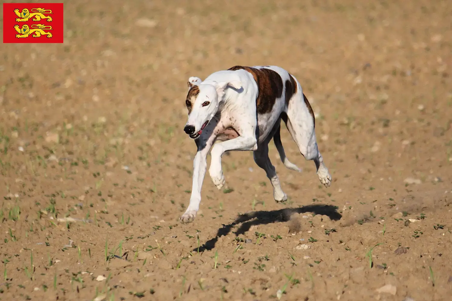 Read more about the article Magyar Agar breeders and puppies in Normandy