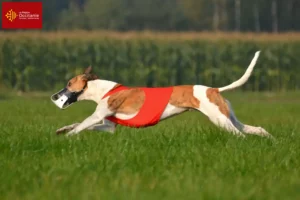 Read more about the article Magyar Agar breeders and puppies in Occitania