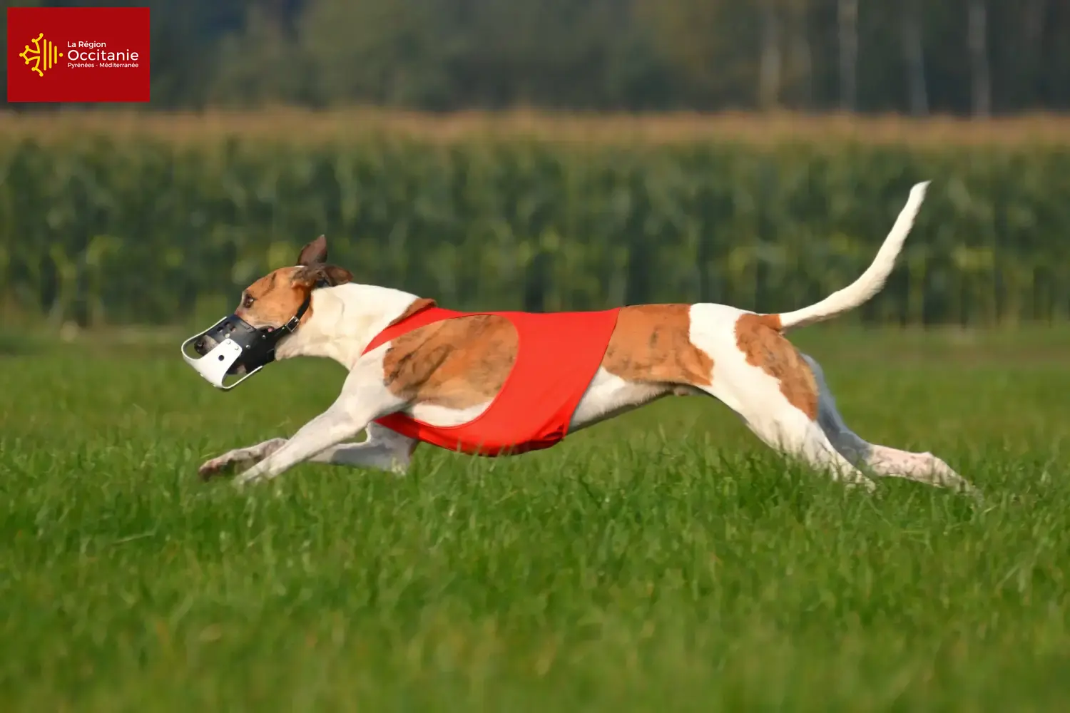Magyar Agar puppies and breeders Occitania Here you can find Magyar Agar breeders in Occitania.