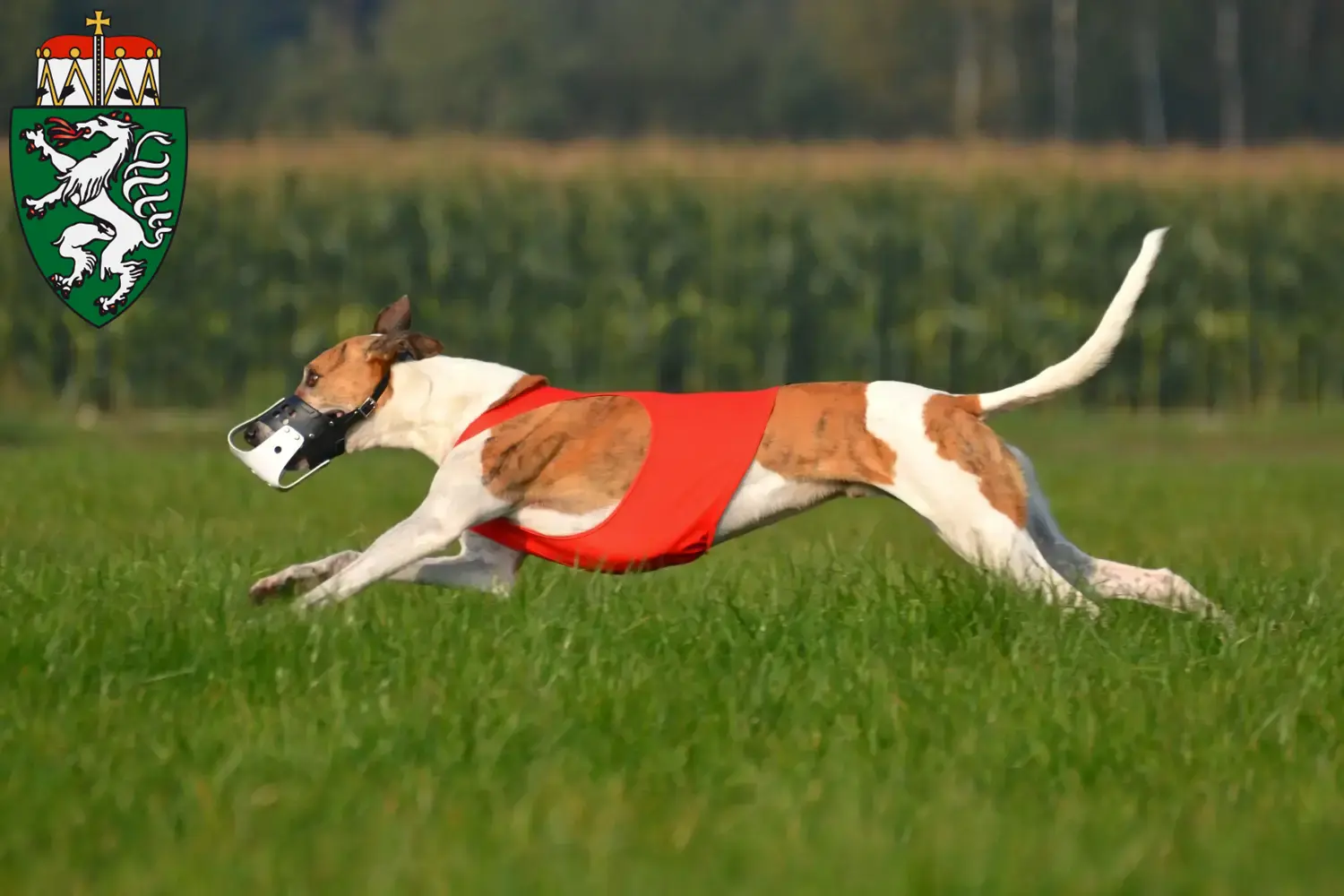 Magyar Agar puppies and breeders Styria Here you can find Magyar Agar breeders in Styria.