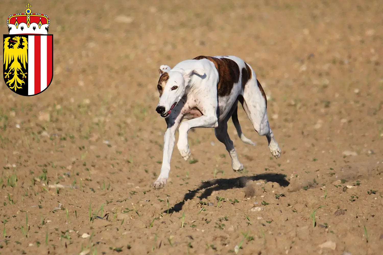 Magyar Agar puppies and breeders Upper Austria Here you can find Magyar Agar breeders in Upper Austria.