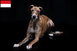 Read more about the article Magyar Agar breeders and puppies in Vienna
