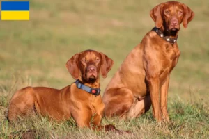 Read more about the article Magyar Vizsla breeders and puppies in Ukraine