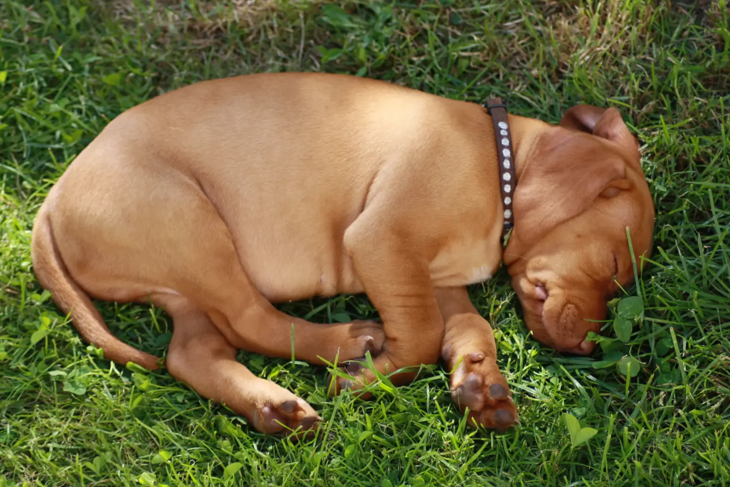 Buying a Magyar Vizsla puppy means taking responsibility! Buy Magyar Vizsla puppies.