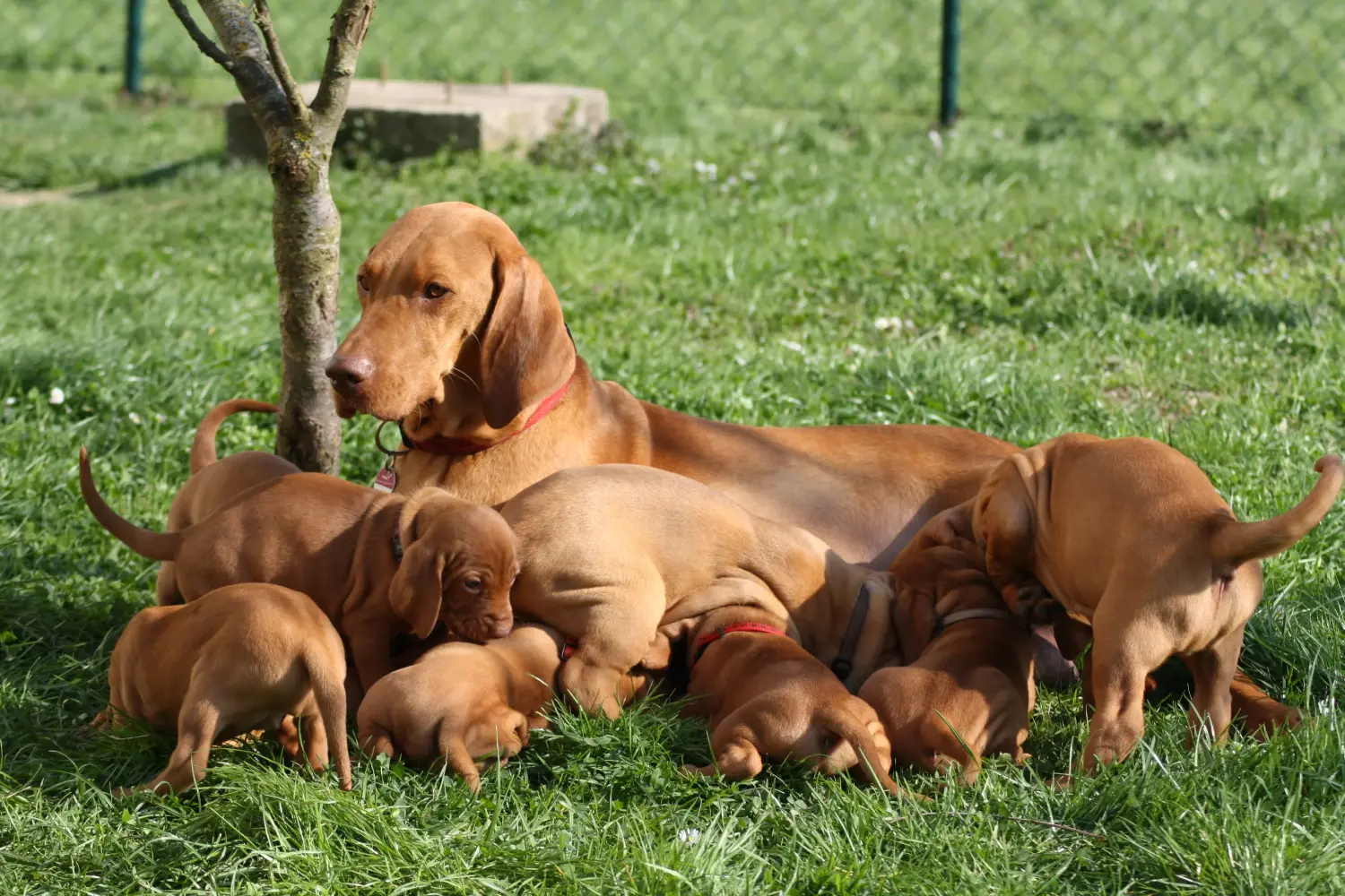 Buying a Magyar Vizsla puppy means taking responsibility! Buy Magyar Vizsla puppies.