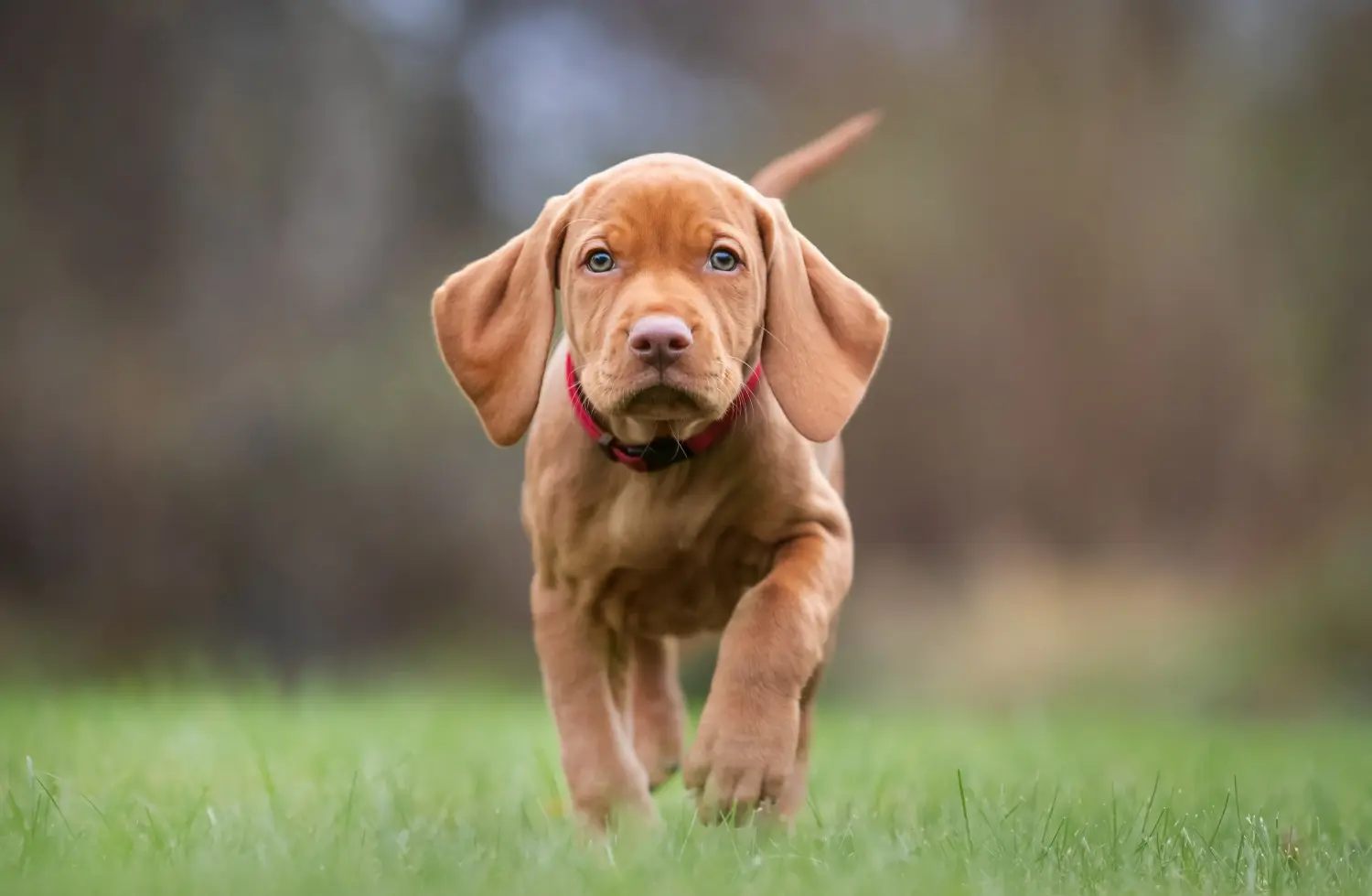 Buying a Magyar Vizsla puppy means taking responsibility! Buy Magyar Vizsla puppies.