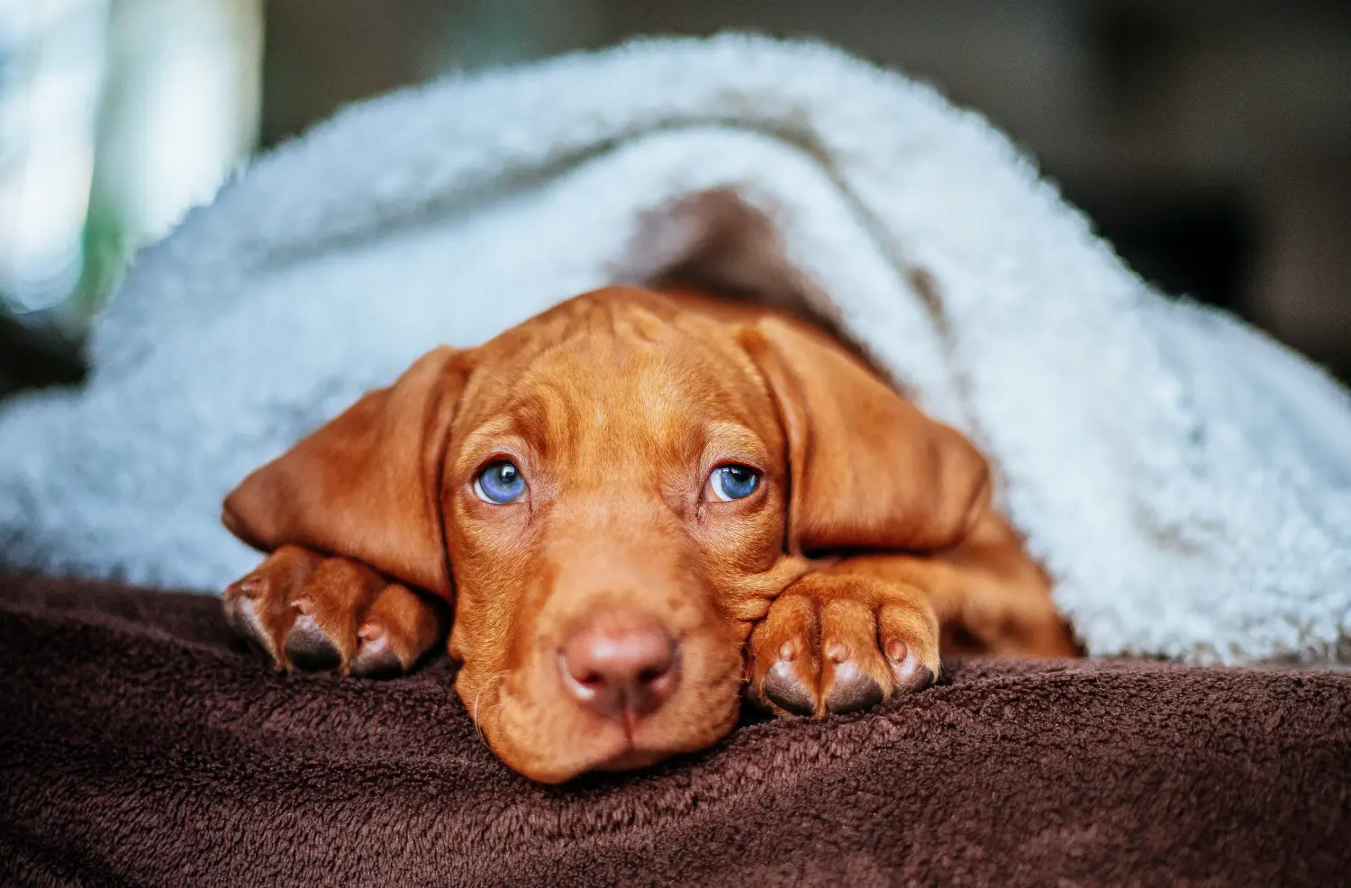 Buying a Magyar Vizsla puppy means taking responsibility! Buy Magyar Vizsla puppies.
