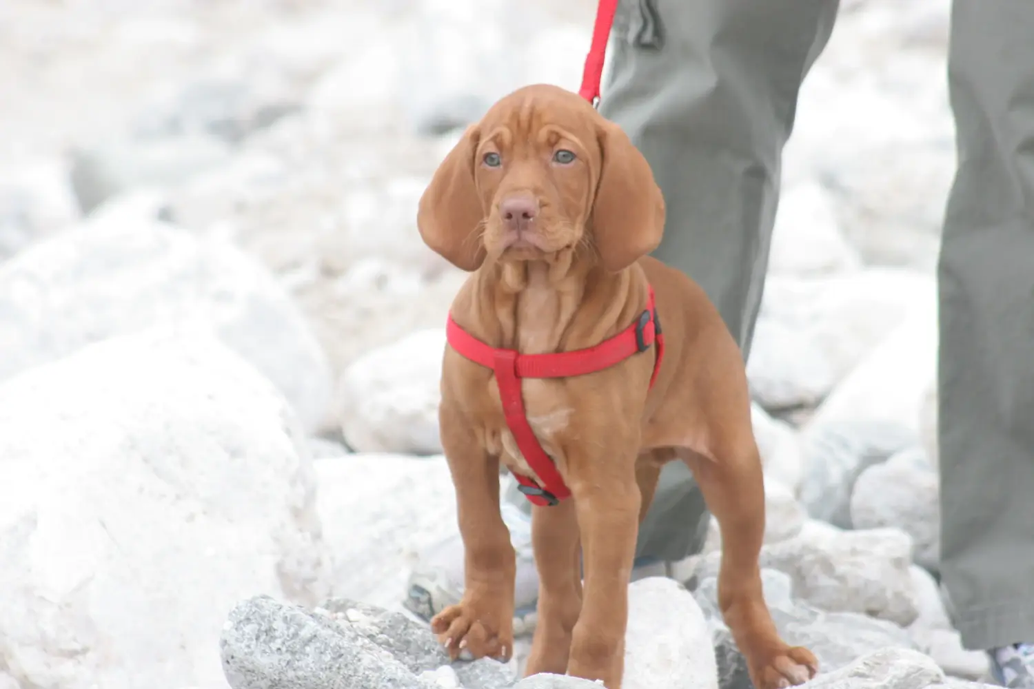 Buying a Magyar Vizsla puppy means taking responsibility! Buy Magyar Vizsla puppies.