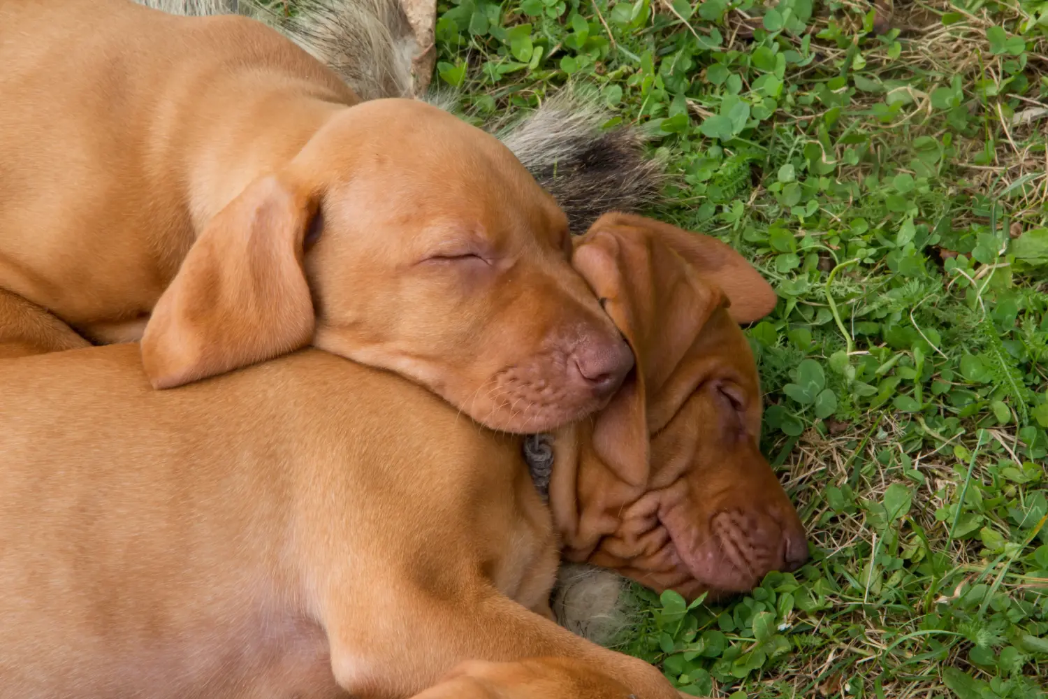 Buying a Magyar Vizsla puppy means taking responsibility! Buy Magyar Vizsla puppies.