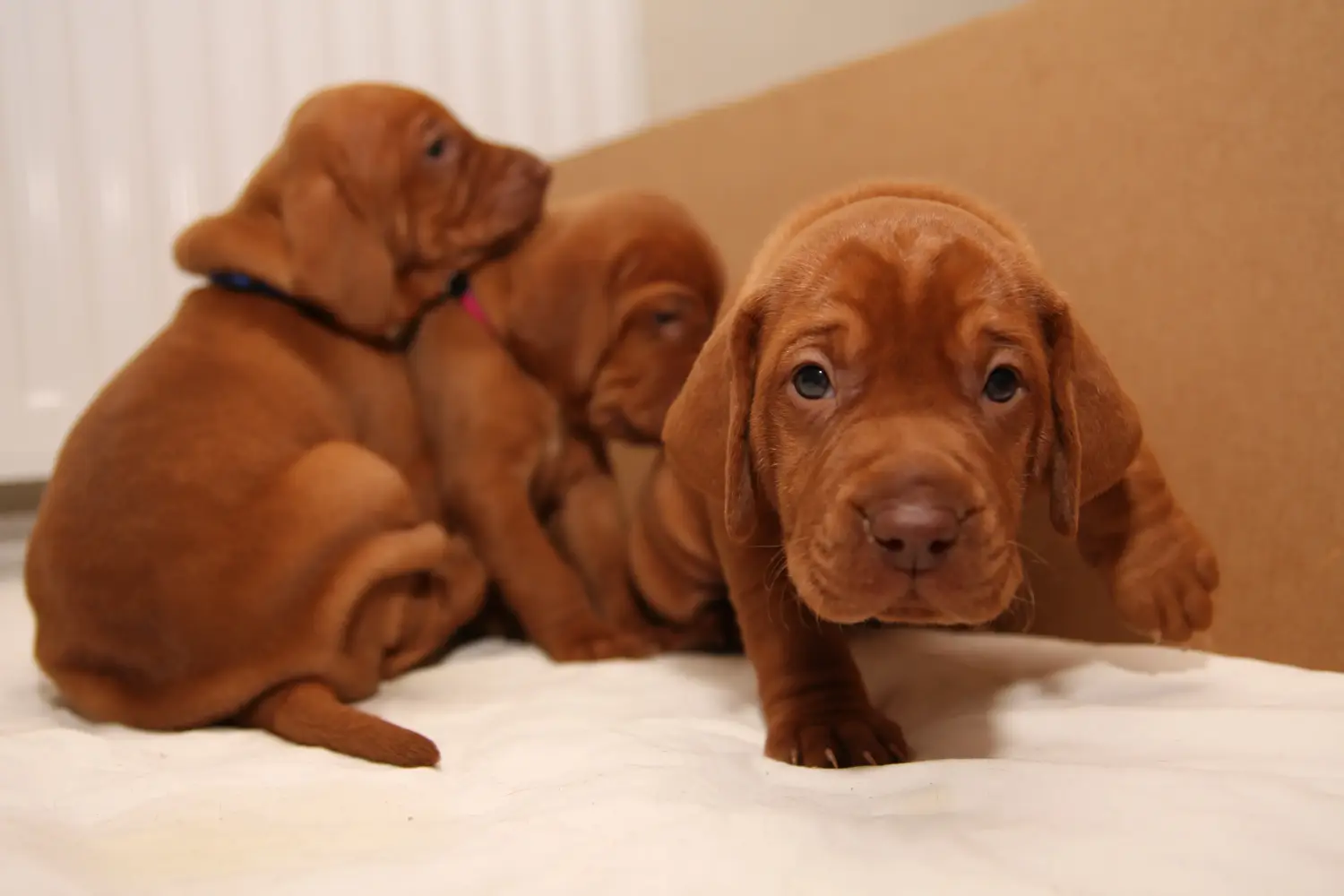 Buying a Magyar Vizsla puppy means taking responsibility! Buy Magyar Vizsla puppies.