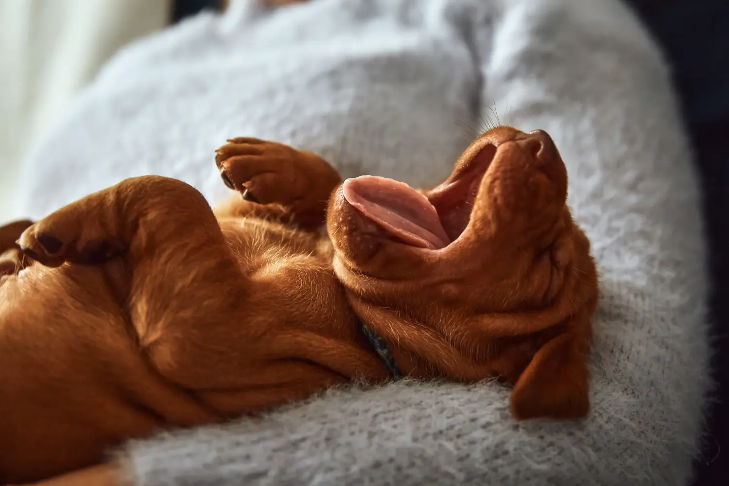Buying a Magyar Vizsla puppy means taking responsibility! Buy Magyar Vizsla puppies.