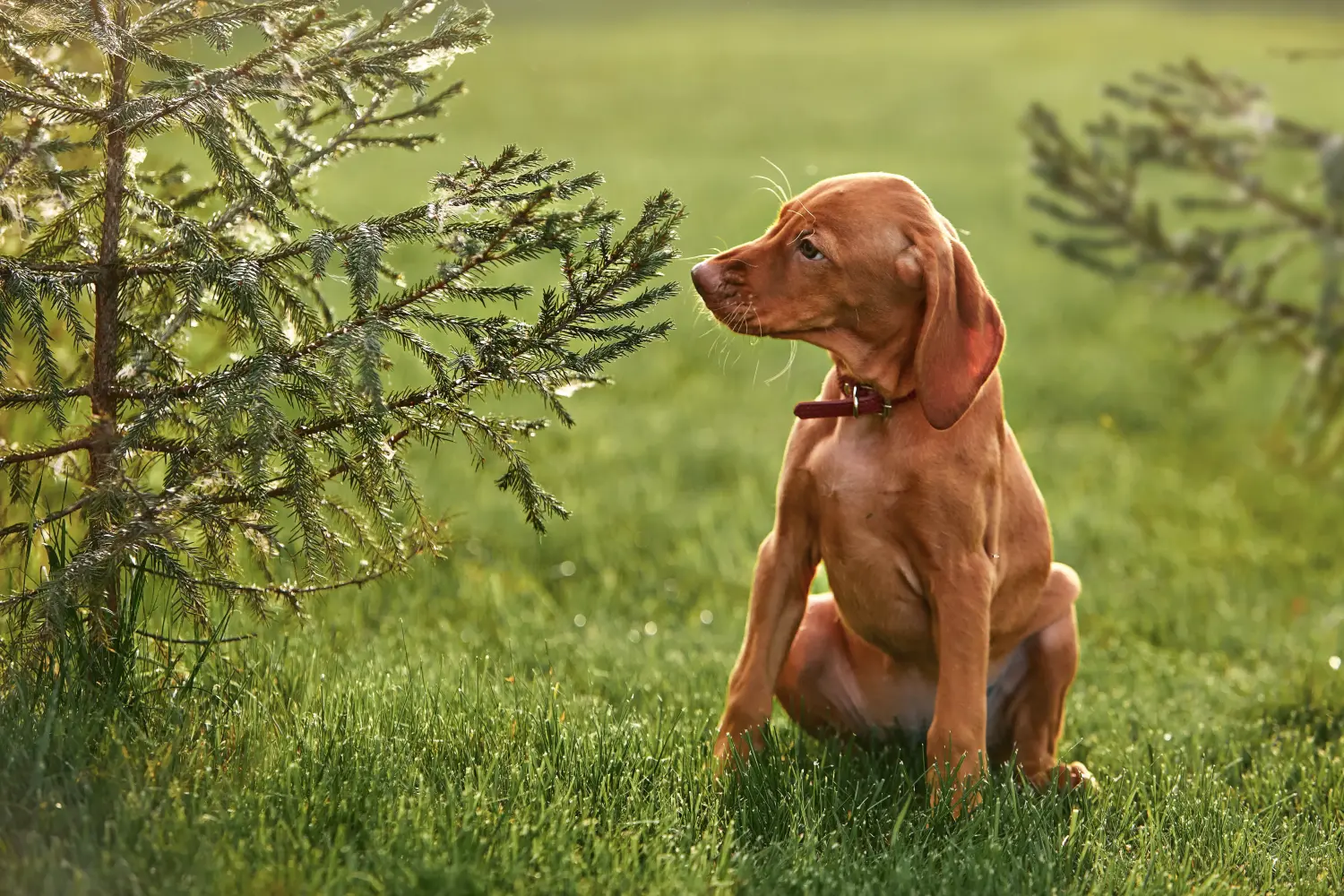 Buying a Magyar Vizsla puppy means taking responsibility! Buy Magyar Vizsla puppies.
