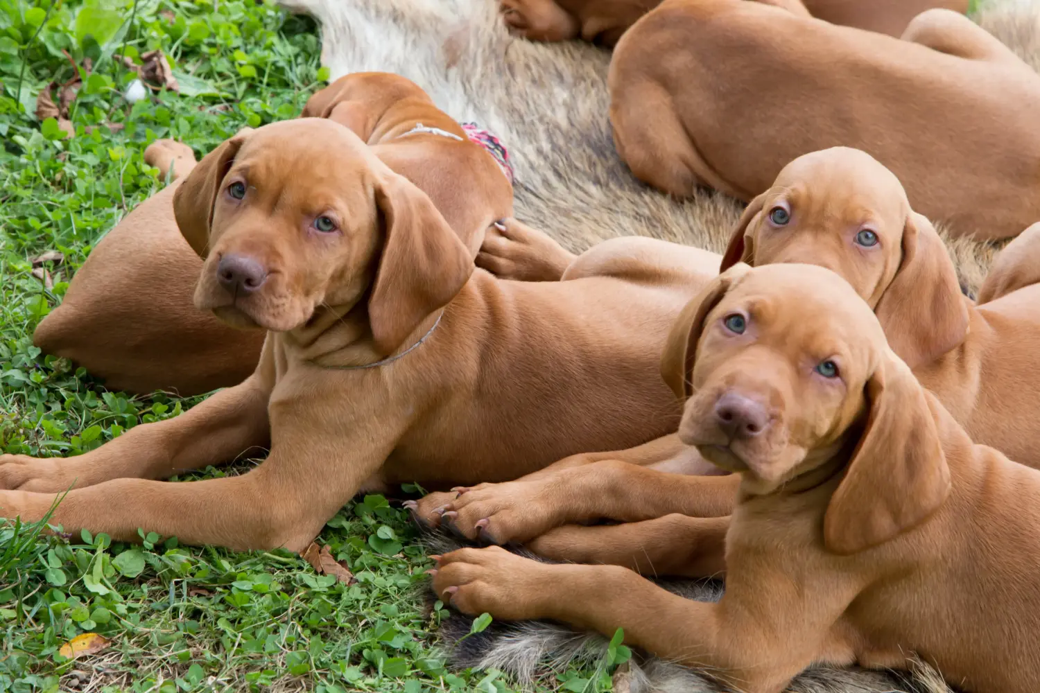 Buying a Magyar Vizsla puppy means taking responsibility! Buy Magyar Vizsla puppies.