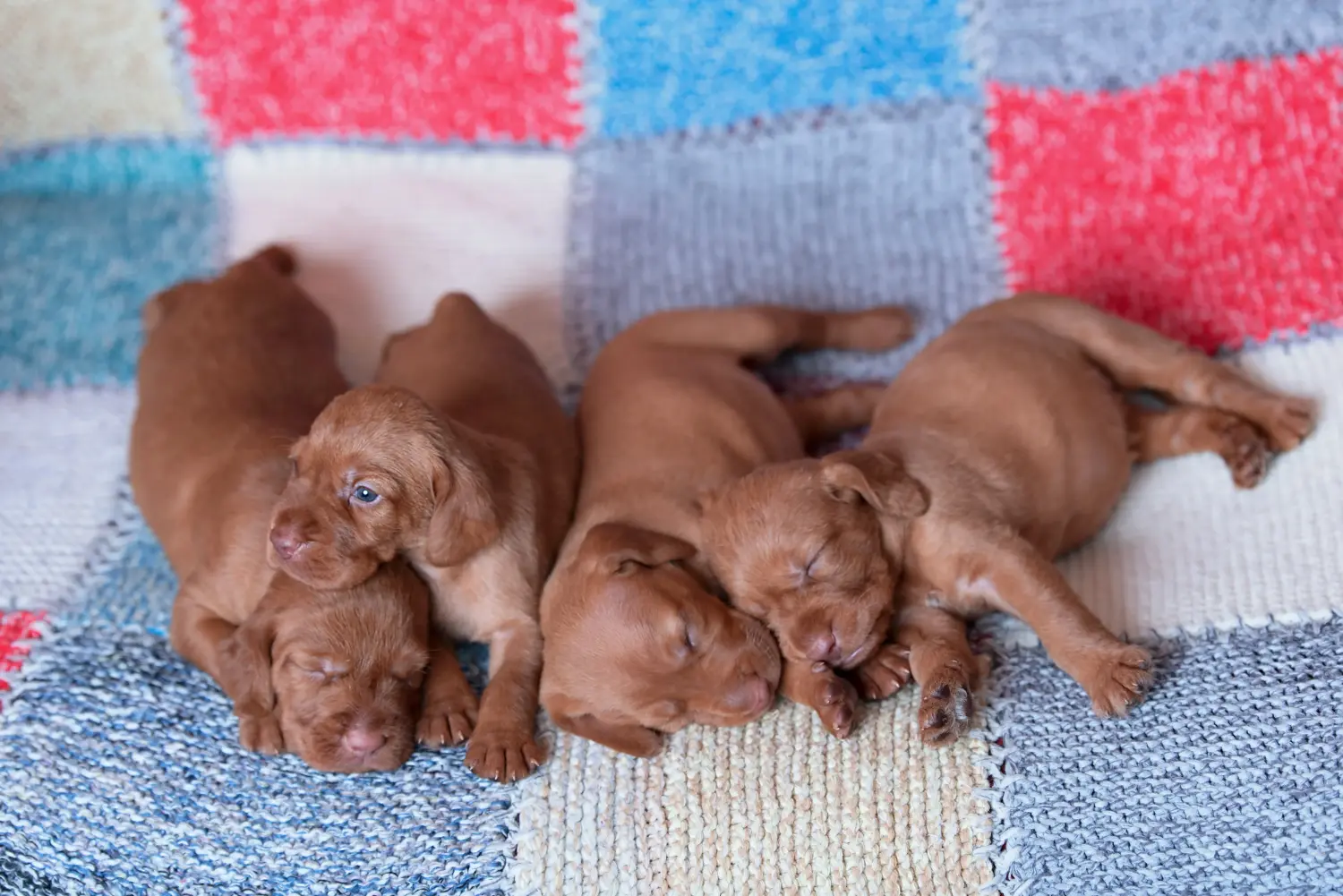 Buying a Magyar Vizsla puppy means taking responsibility! Buy Magyar Vizsla puppies.