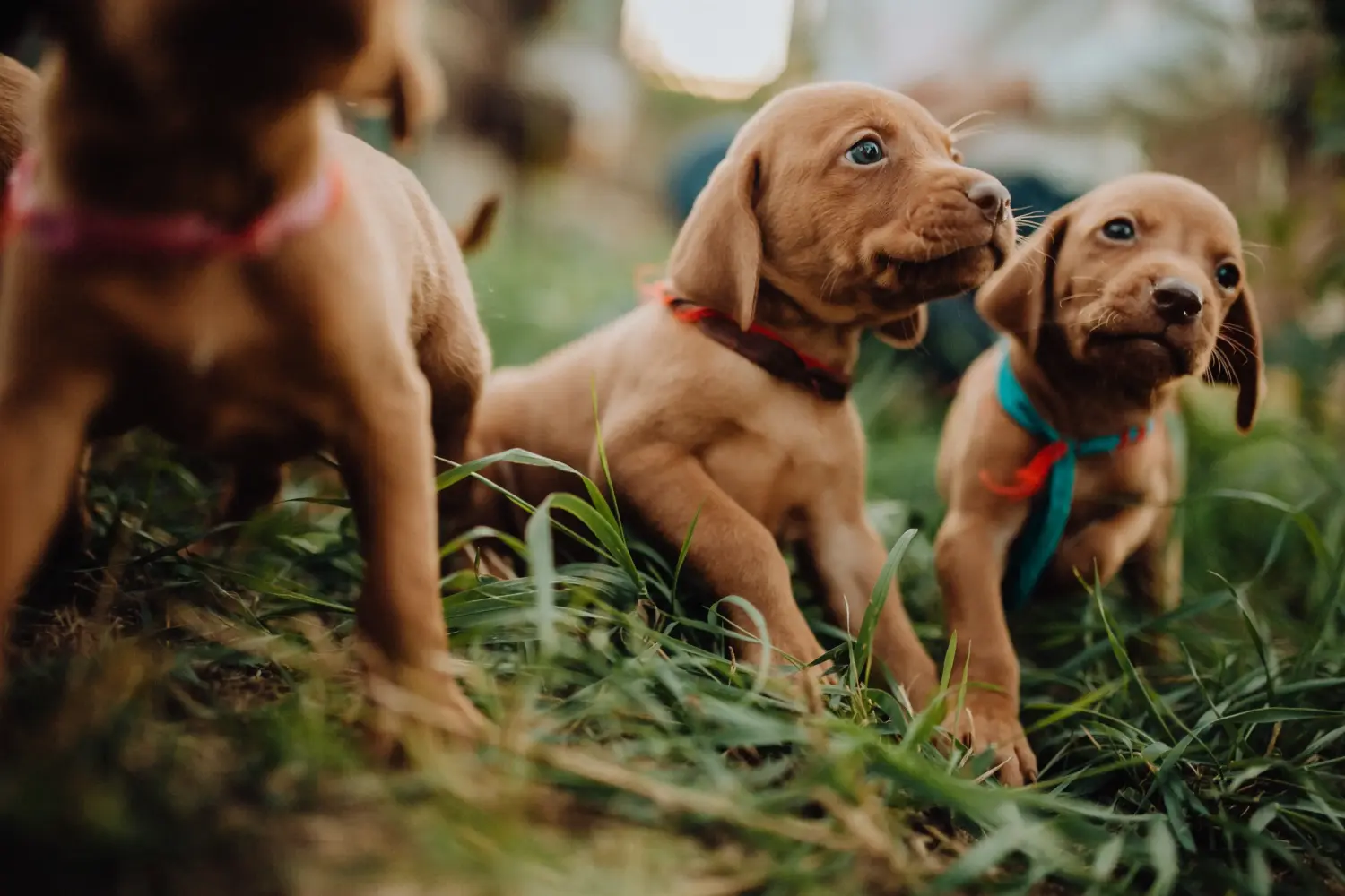 Buying a Magyar Vizsla puppy means taking responsibility! Buy Magyar Vizsla puppies.