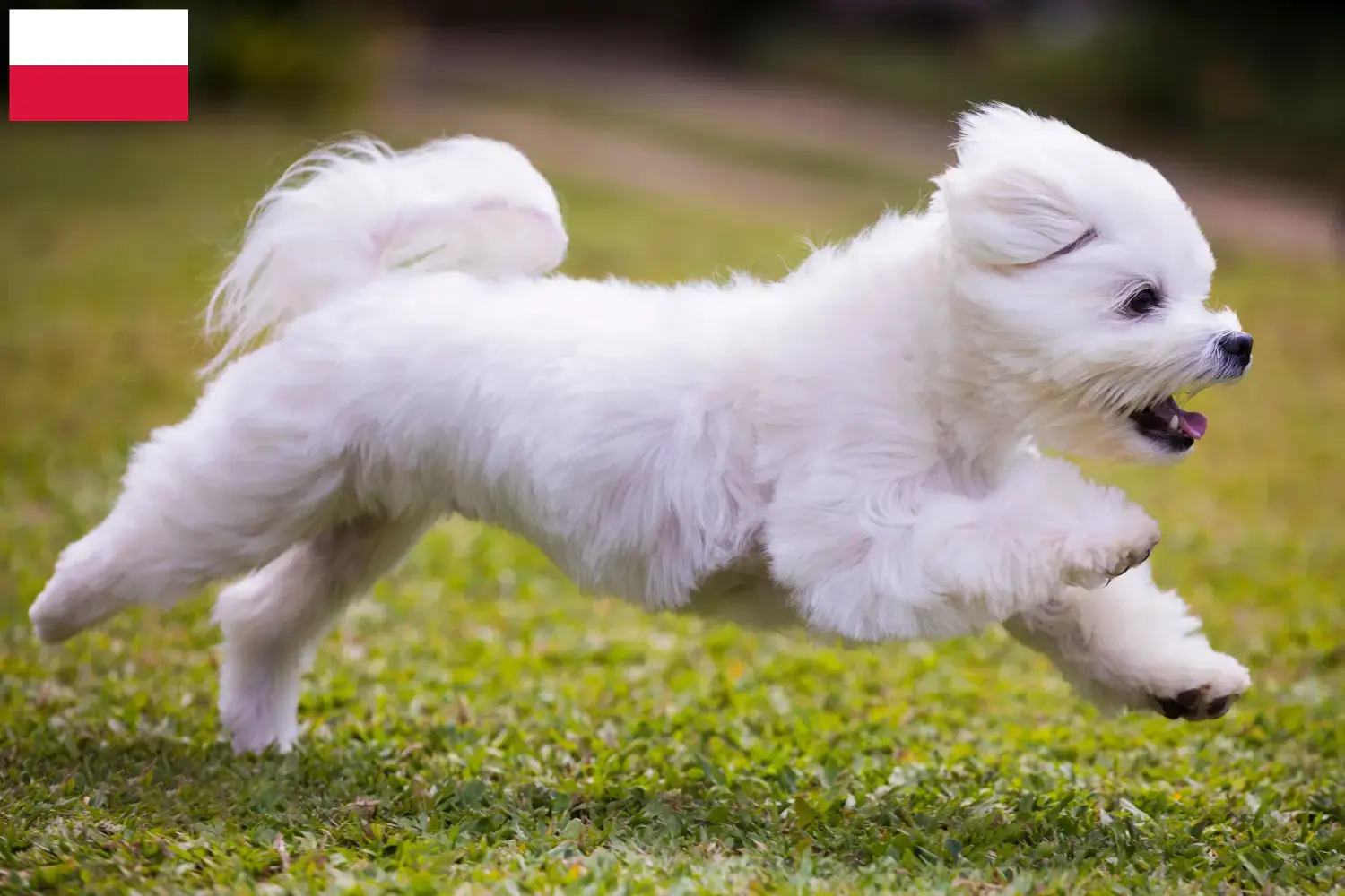 Maltese puppies and breeders Poland Find Maltese breeders in Poland here.
