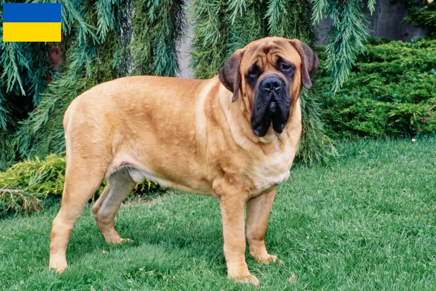 Mastiff puppies and breeders Ukraine Here you can find Mastiff breeders in der Ukraine.