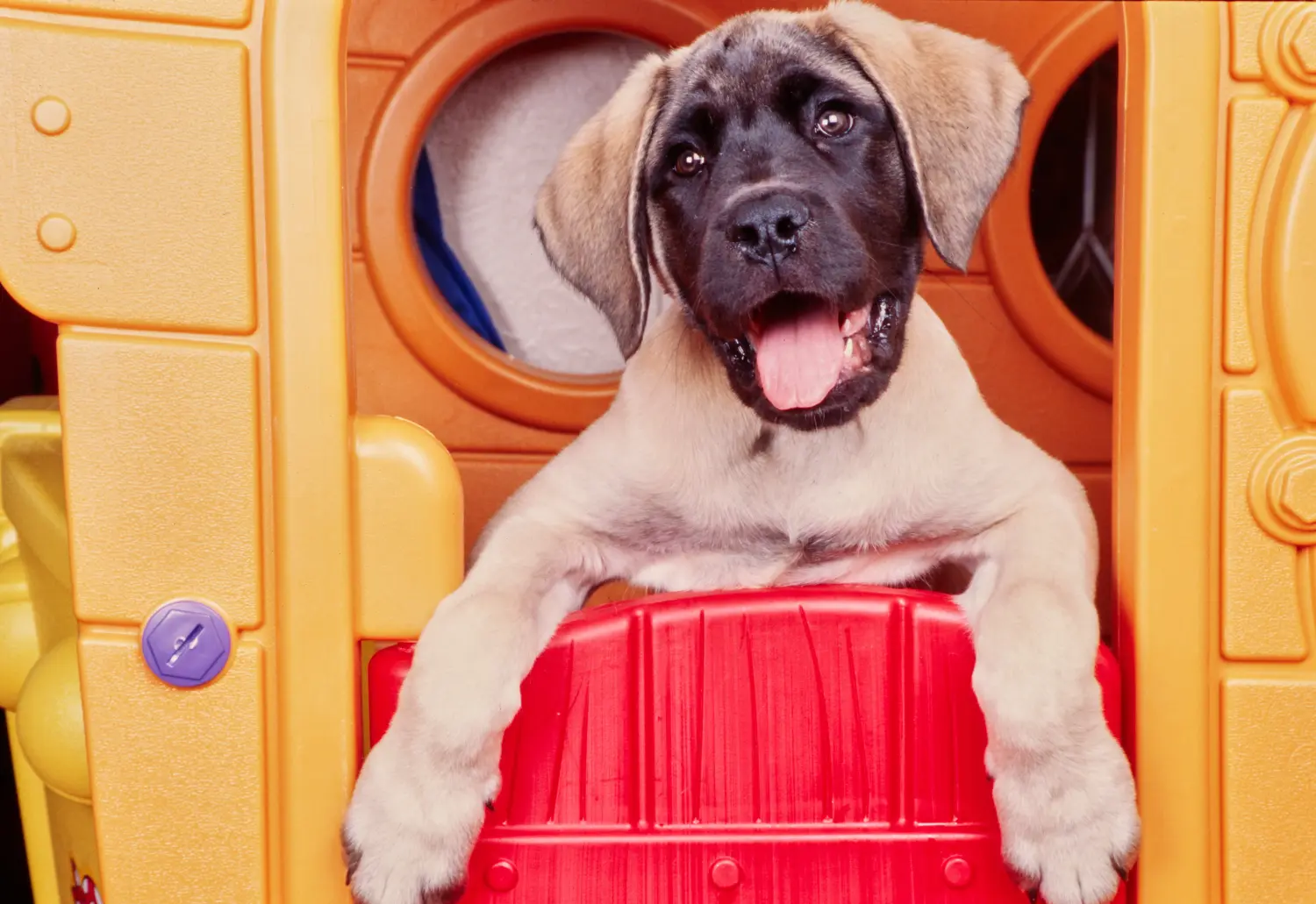 Buying a Mastiff puppy means taking responsibility! Buy Mastiff puppies.