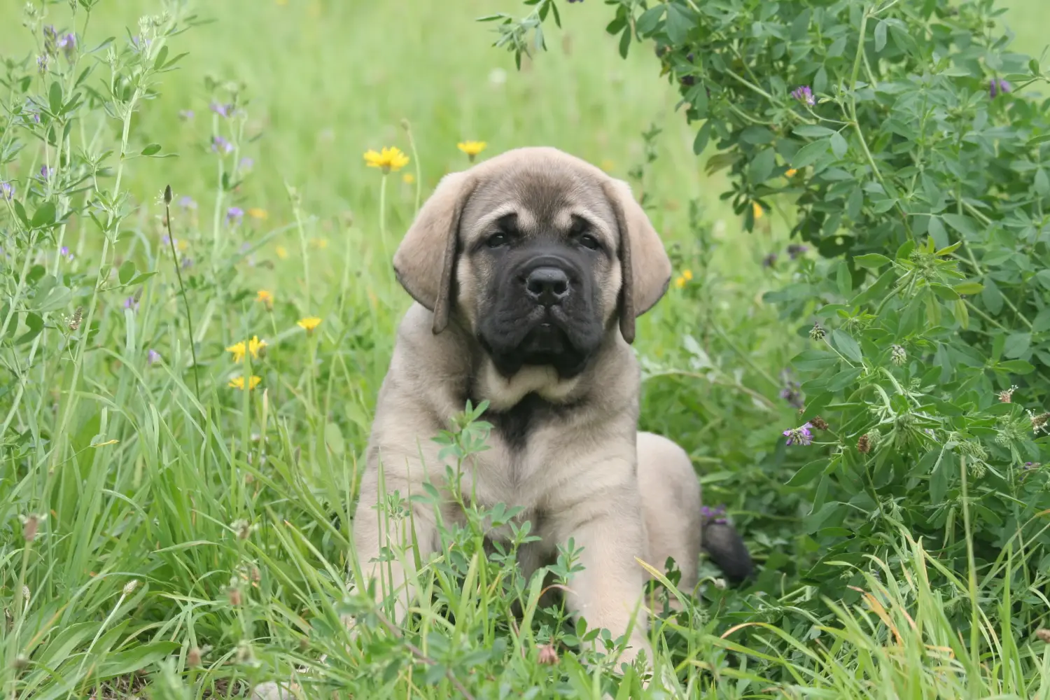 Buying a Mastiff puppy means taking responsibility! Buy Mastiff puppies.