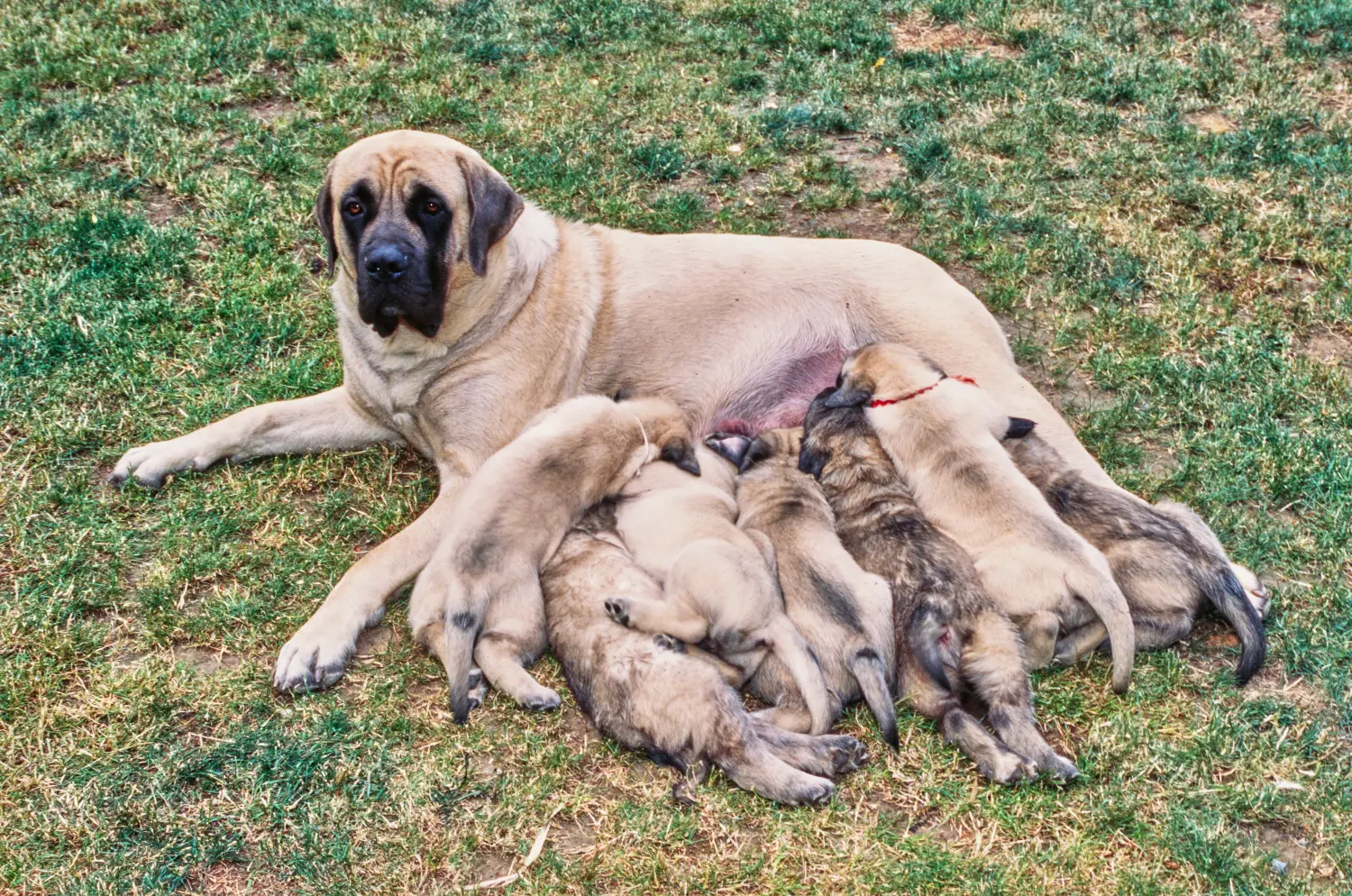 Buying a Mastiff puppy means taking responsibility! Buy Mastiff puppies.