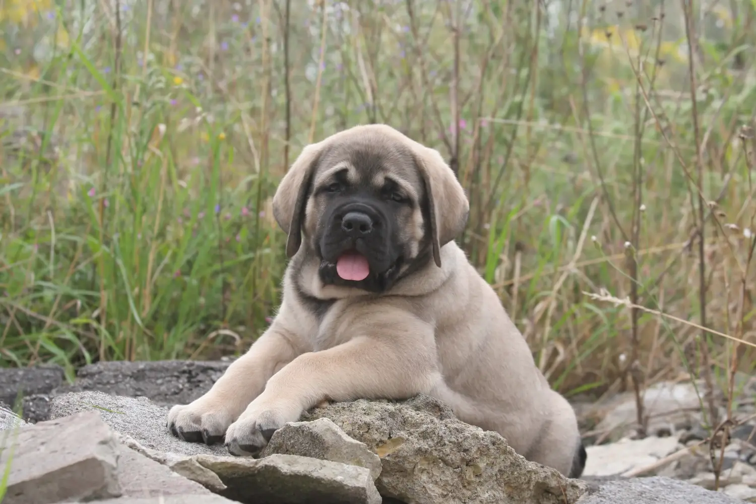 Buying a Mastiff puppy means taking responsibility! Buy Mastiff puppies.