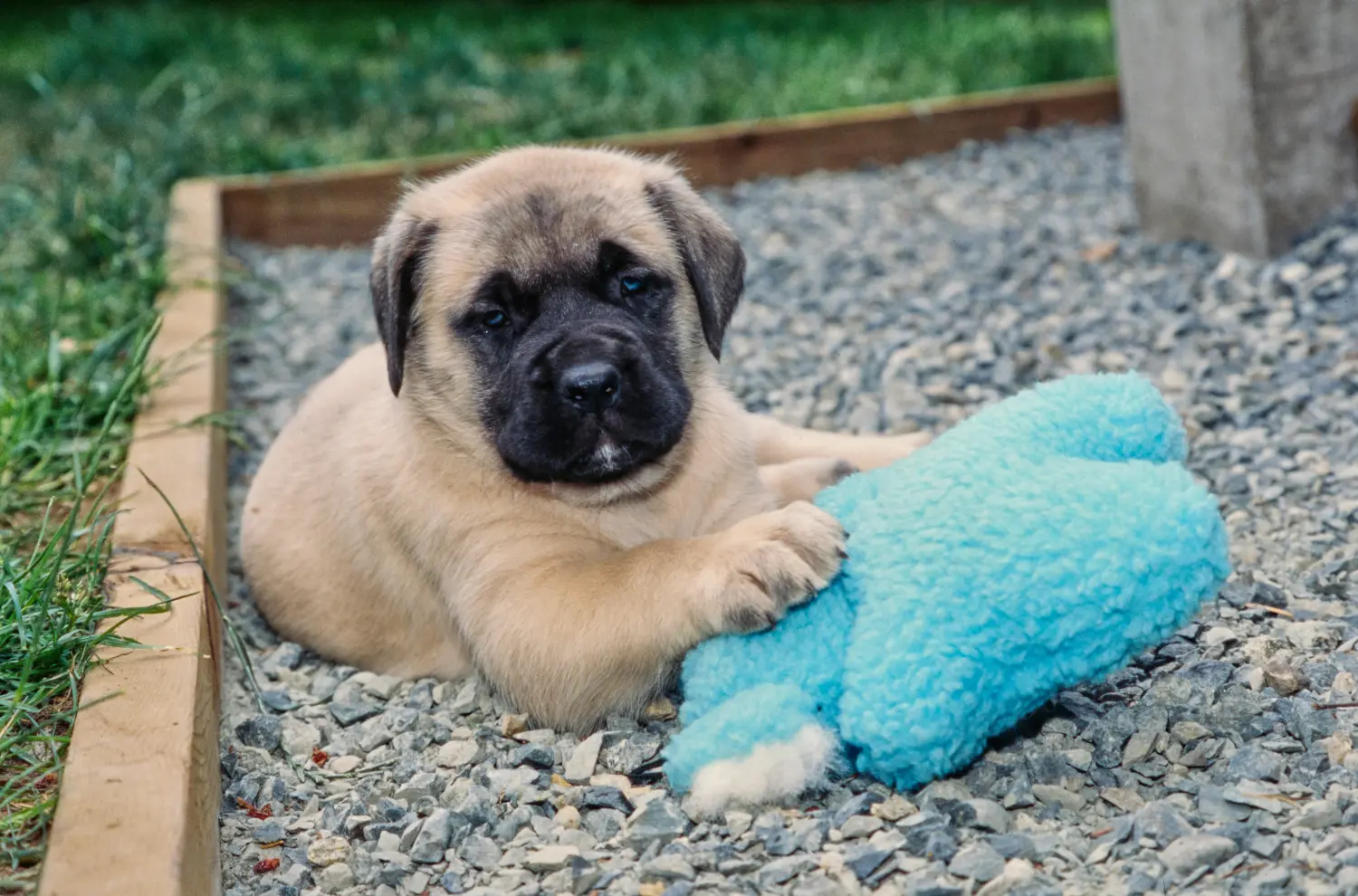 Buying a Mastiff puppy means taking responsibility! Buy Mastiff puppies.