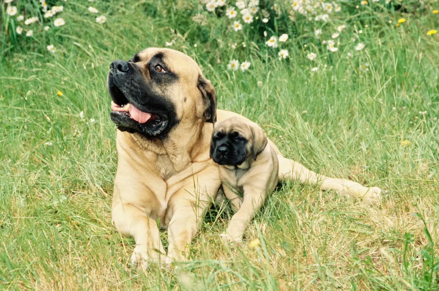 Buying a Mastiff puppy means taking responsibility! Buy Mastiff puppies.