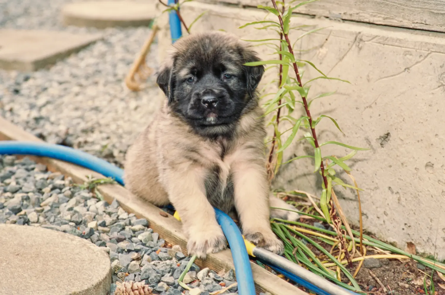 Buying a Mastiff puppy means taking responsibility! Buy Mastiff puppies.