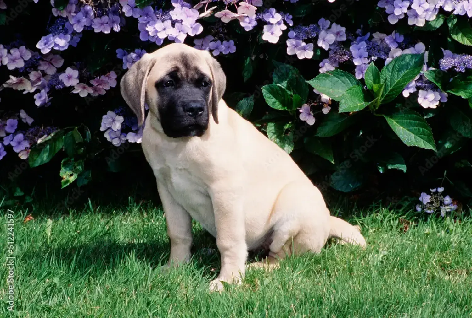 Buying a Mastiff puppy means taking responsibility! Buy Mastiff puppies.