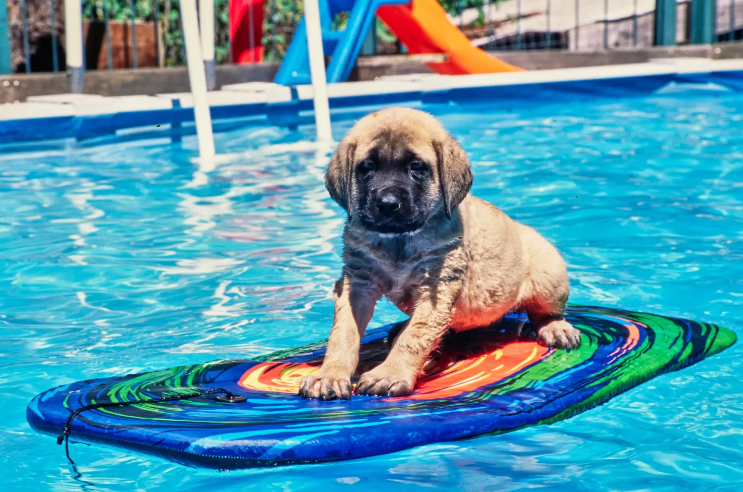Buying a Mastiff puppy means taking responsibility! Buy Mastiff puppies.