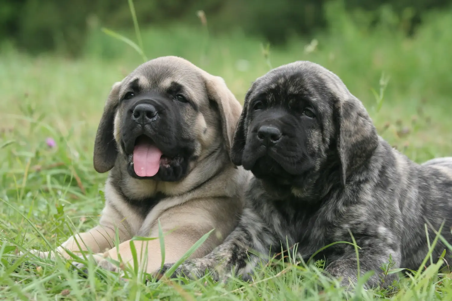 Buying a Mastiff puppy means taking responsibility! Buy Mastiff puppies.