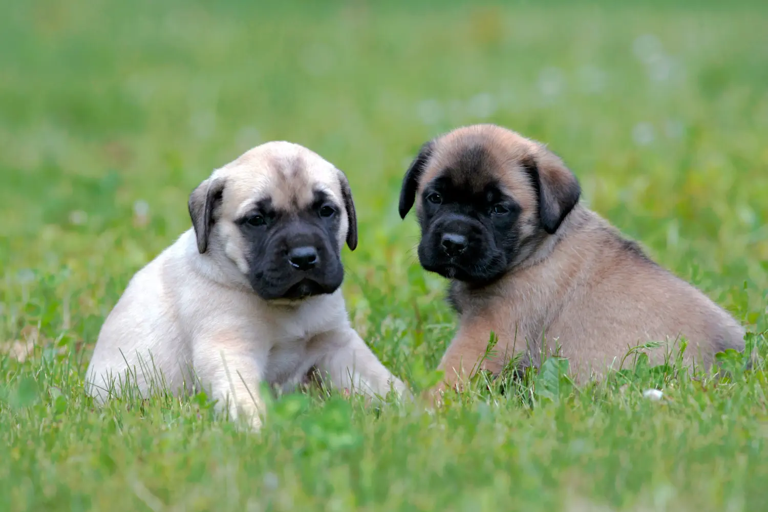 Buying a Mastiff puppy means taking responsibility! Buy Mastiff puppies.