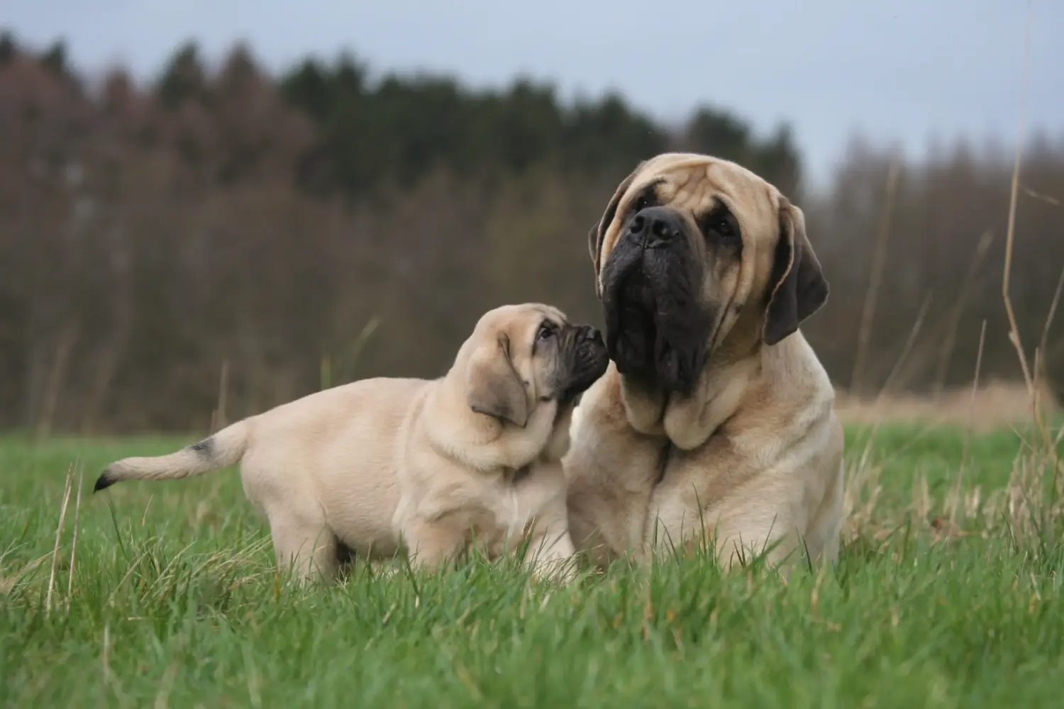 Buying a Mastiff puppy means taking responsibility! Buy Mastiff puppies.