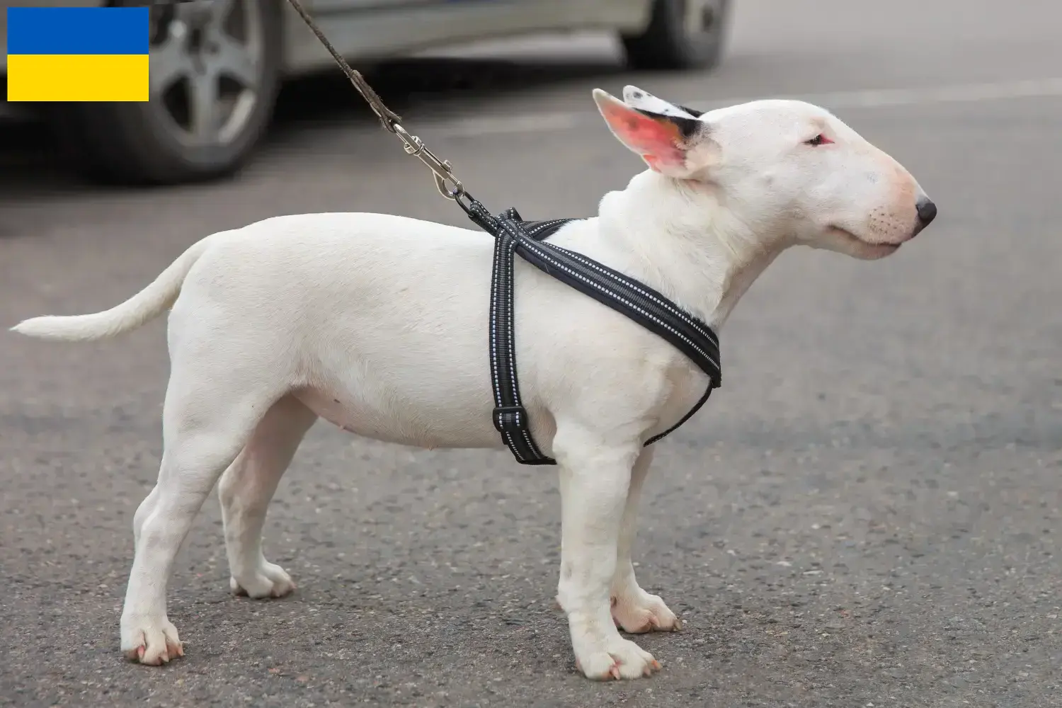 Miniature Bull Terrier puppies and breeders Ukraine Here you can find Miniature Bull Terrier breeders in der Ukraine.
