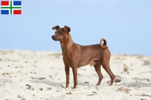Read more about the article Miniature Pinscher breeders and puppies in Groningen