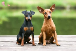 Read more about the article Miniature Pinscher breeder and puppies in Hovedstaden